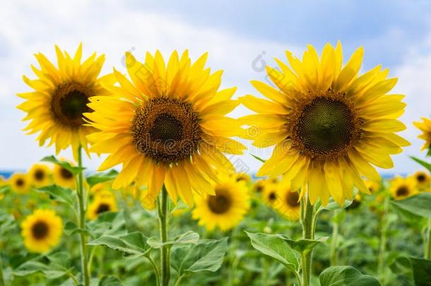 黄色的夏季太阳花和花瓣特写镜头