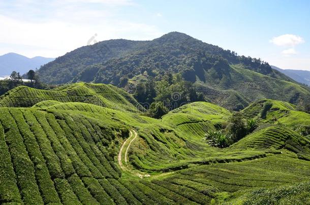 看法关于指已提到的人茶水田采用<strong>马来西亚</strong>