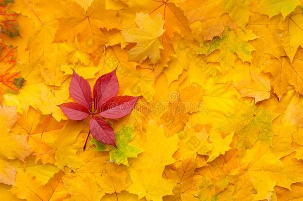 明亮的<strong>阵亡</strong>者红色的枫树叶子向秋黄色的背景