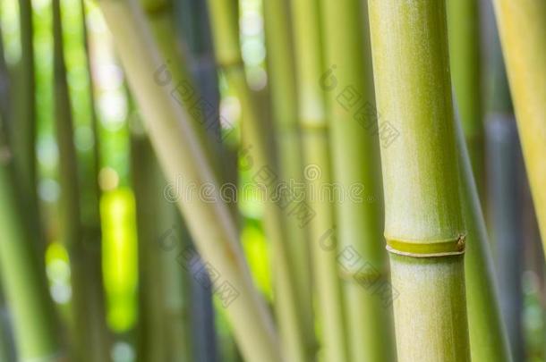 绿色的竹子森林特写镜头,竹亚科