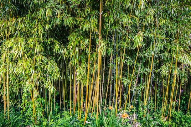 绿色的竹子树丛或f或est,竹亚科