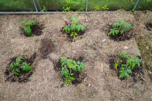 本地出产番茄植物在外部蔬菜在早的阶段关于种植