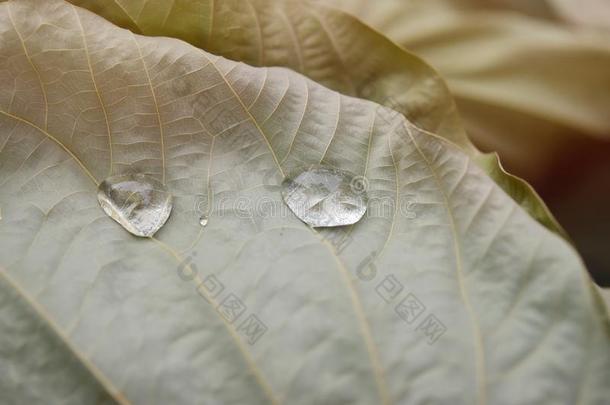 清楚的水落下向干的干燥的棕色的树叶采用暖和的自然的t向es