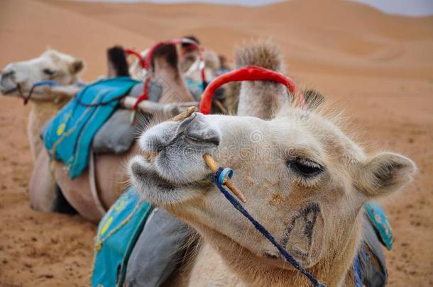 骆驼拖车