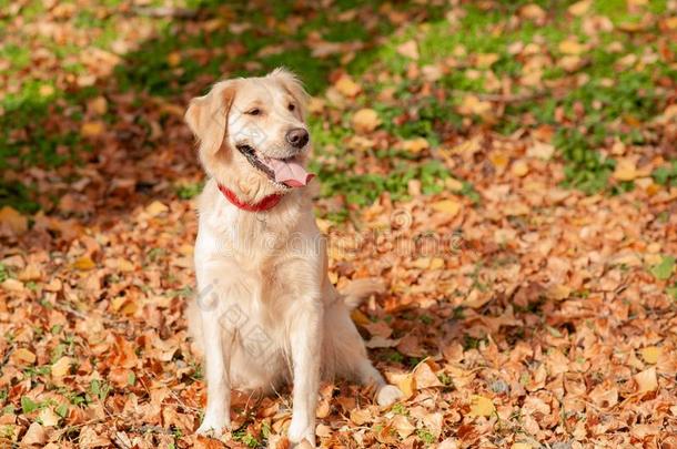 金色的寻猎物犬宠物在户外采用秋时间