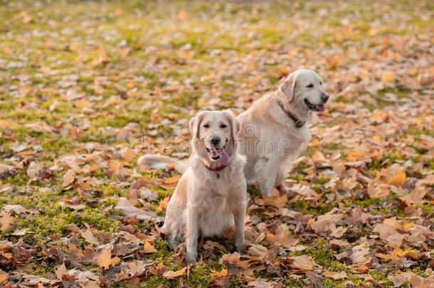 两个公狗金色的寻猎物犬宠物在户外采用秋时间