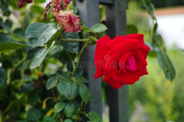 红色的<strong>玫瑰</strong>引人注目的花在花园栅栏
