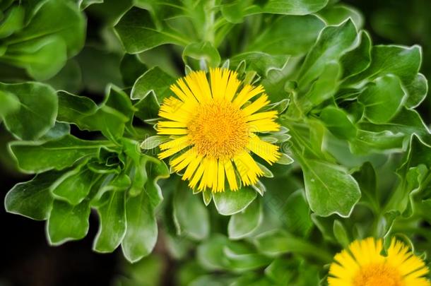 按钮âBotoneraâ植物知道也同样地海雏菊或海滩台