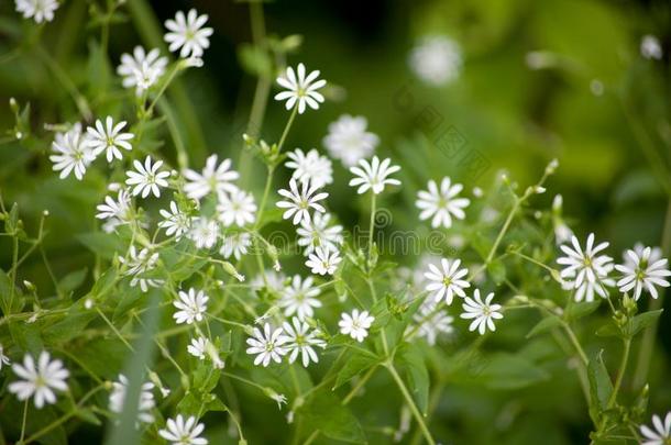 繁缕属霍洛西亚<strong>野花</strong>和白色的<strong>小</strong>的花
