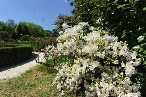 美丽的灌木关于盛开的白色的杜鹃花关于指已提到的人属杜鹃花