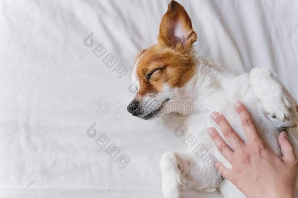女人制造搂抱向她漂亮的小的狗睡眠向床.爱