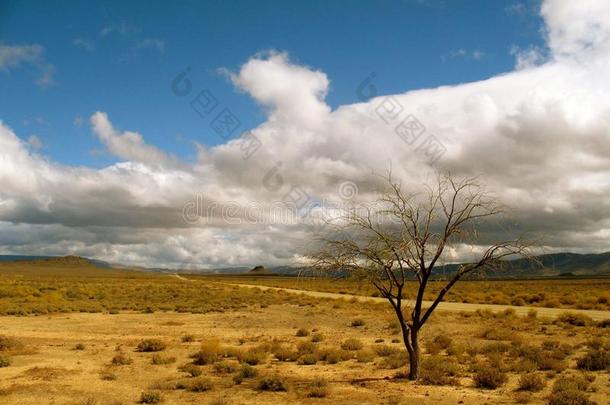 树,干的干燥的,云,沙,夏,山