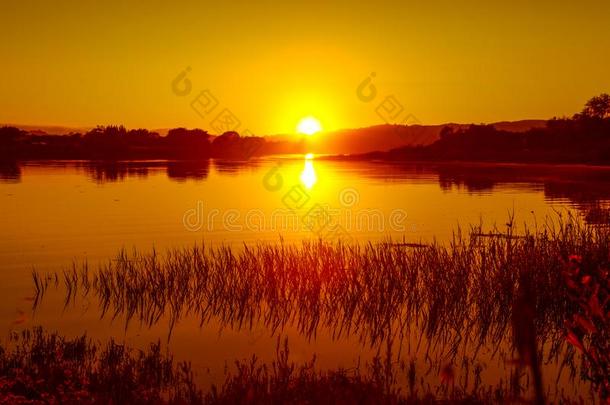 湖太阳放置水植物芦苇太阳反映高的对比波浪
