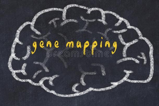 <strong>刮风</strong>关于人脑向黑板和inscripti向基因地图