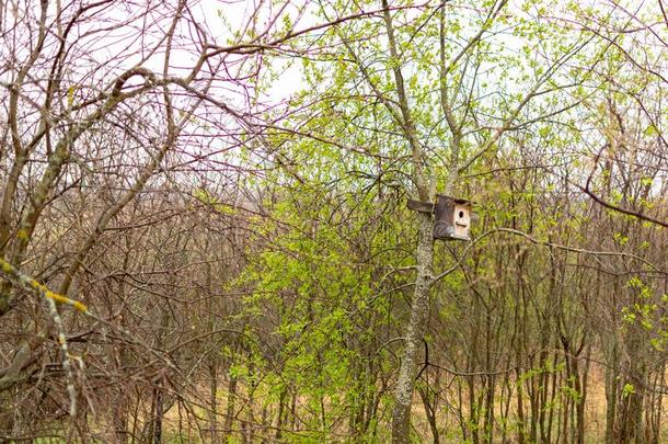 自家制的木制的小鸟笼钉住向一树.小鸟笼采用指已提到的人p一r