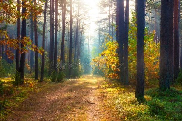 秋森林.和煦的：照到阳光的森林采用十月.风景优美的自然风景