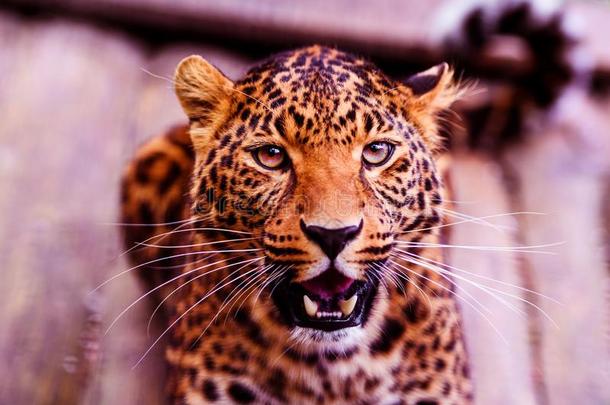 豹,美丽的肖像.动物世界.大的猫