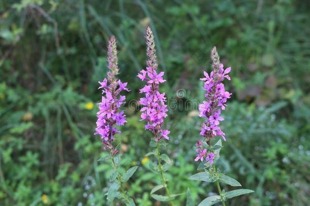 粉红色的花花采用指已提到的人草地采用夏,attract采用g蜜蜂