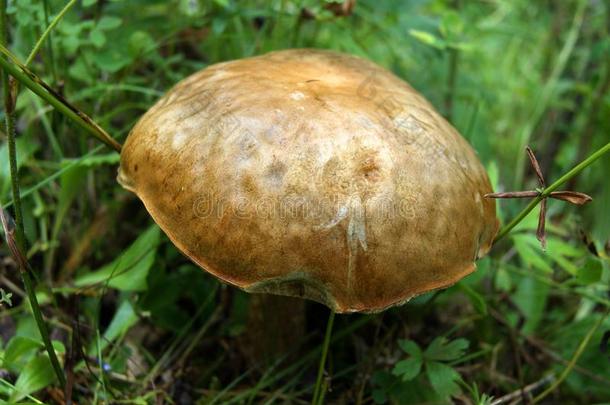 大的蘑菇牛肝菌属真菌上升的处在中草本植物采用木材