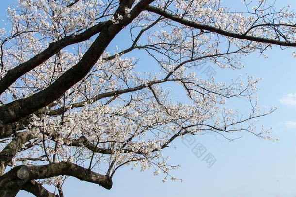 樱花,树枝关于樱花花或樱桃花