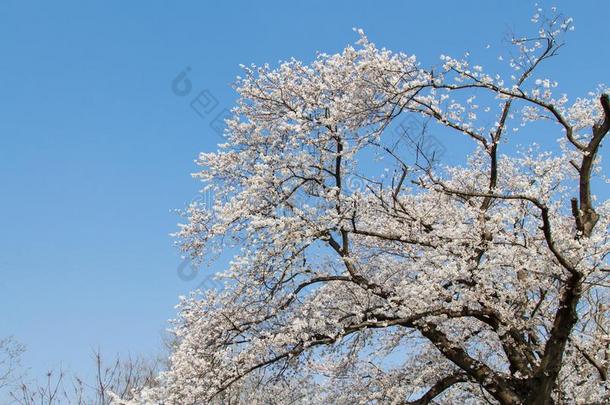 樱花,树枝关于樱花花或樱桃花