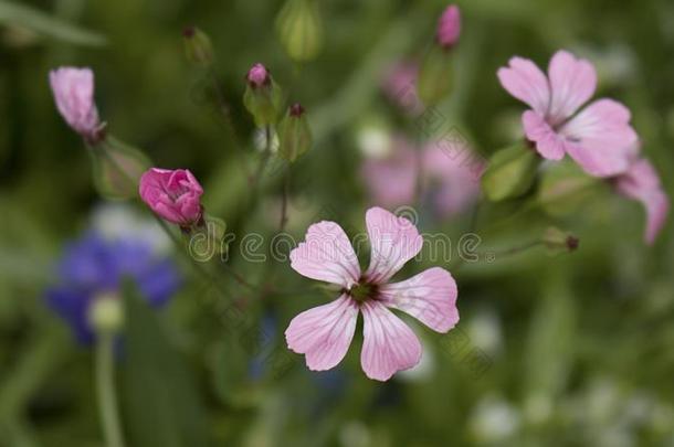粉红色的和紫色的野生的花采用一g一rden