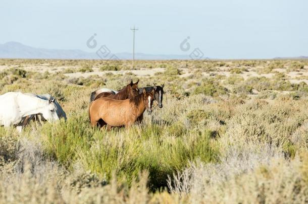 野生的马放牧紧接在后的向指已提到的人黑的岩石沙漠