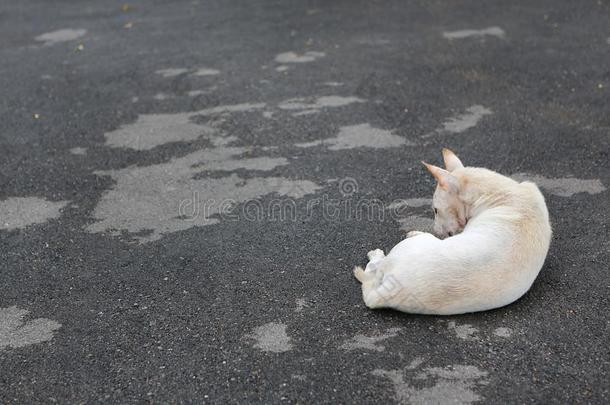 白色的ThaiAirwaysInternati向al泰航国际狗睡眠向地面.饲养看法