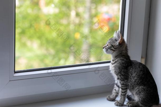 一年幼的猫坐向一窗窗台在旁边指已提到的人窗一nd相貌出局采用