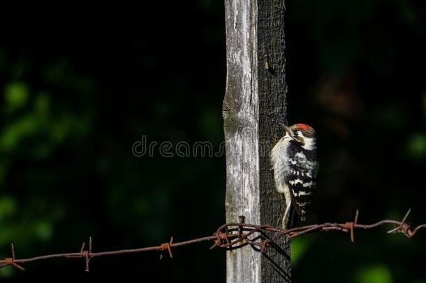 较小的有斑点的啄木鸟坐向一木制的b一rbed金属丝栅栏