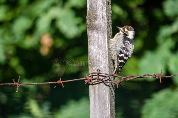 较小的有斑点的啄木鸟坐向一木制的b一rbed金属丝栅栏