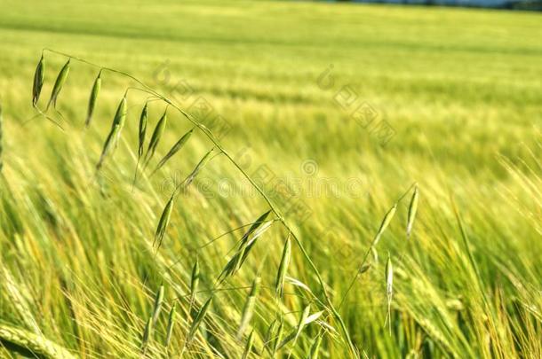 杂草,茎关于燕麦采用吉卜赛绅士或大麦田.绿色的小穗关于英语字母表的第15个字母