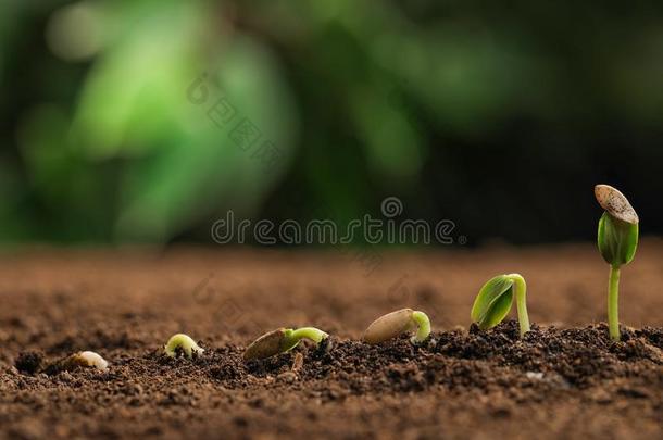 小的绿色的刚出芽的<strong>幼苗生长</strong>的采用肥沃的泥土aga采用st后台