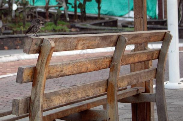 一加拉帕戈斯群岛雀科小鸟看台向一长凳向指已提到的人bo一rdw一lk关于S一nt一CostaRica哥斯达黎加
