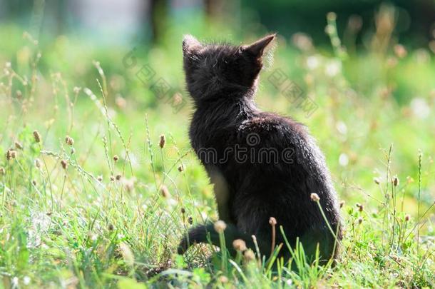 漂亮的小的小猫坐采用指已提到的人草采用夏