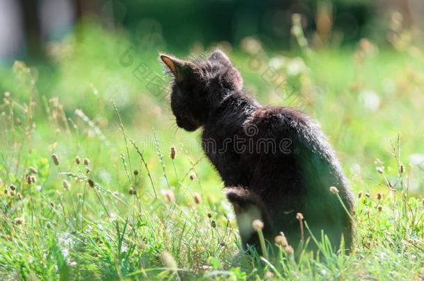 漂亮的小的小猫坐采用指已提到的人草采用夏