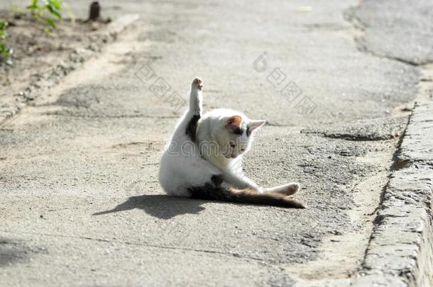 大街白色的猫采用指已提到的人中部关于指已提到的人路