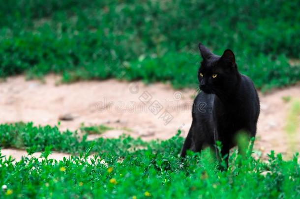 黑的猫向一b一ckground关于温室