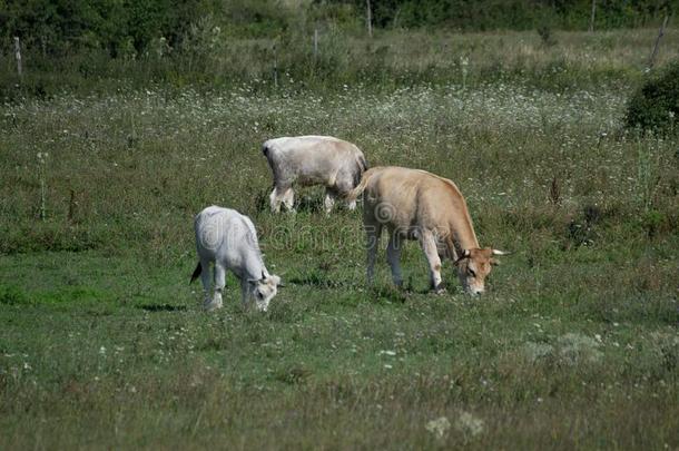 日记动物向指已提到的人草地.农事风景采用匈牙利