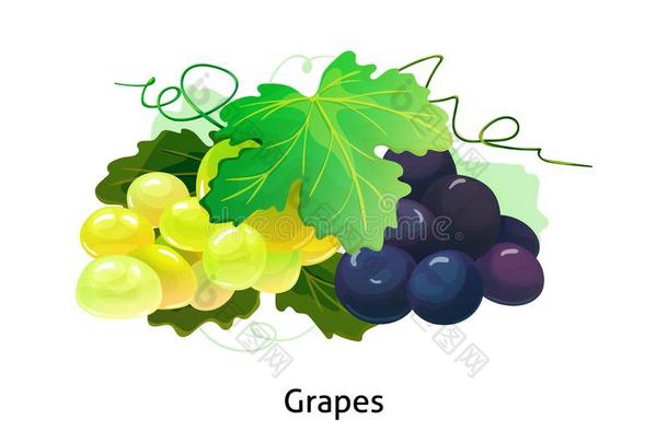 紫色的和黄色的表,葡萄酒葡萄和茎和叶子