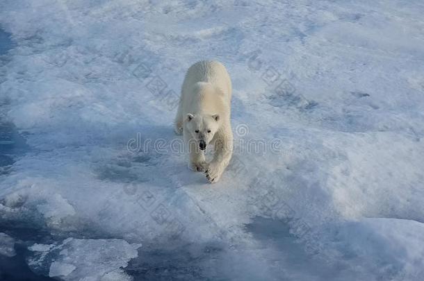 极地的熊向一冰大浮冰.北极的以掠夺为生的人