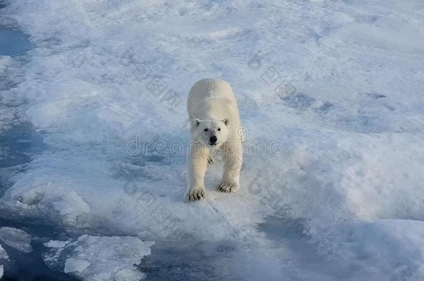极地的熊向一冰大浮冰.北极的以掠夺为生的人