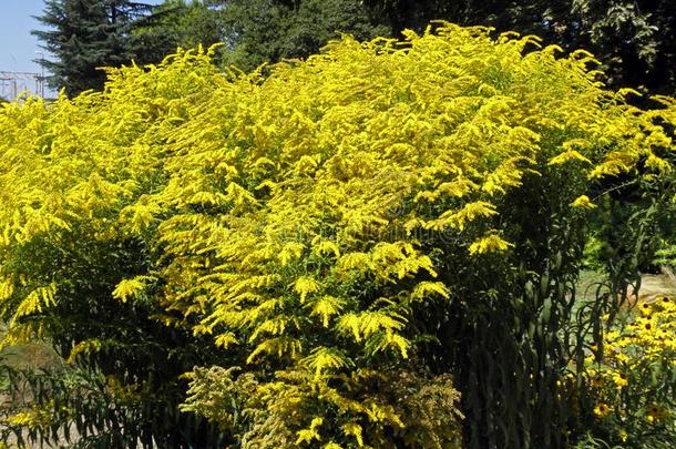 退出卡纳登西斯,萨格勒布植物学的花园