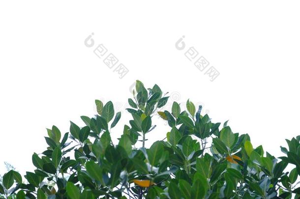 木菠萝树树叶和树枝向白色的隔离的背景