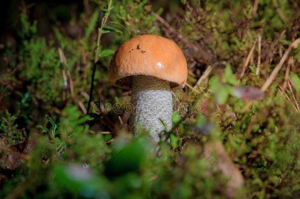 小的莱西纳姆枳壳蘑菇