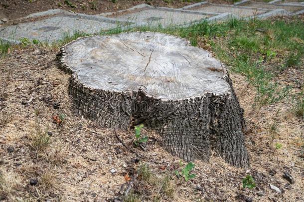 将切开树树桩栎树树干老的木材