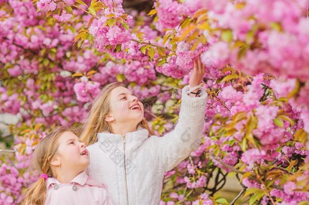 植物学观念.花软的粉红色的云.孩子们享有暖和的speciality专业