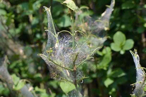 植物大量的采用网conta采用采用g幼虫人为的在旁边Erm采用e飞蛾