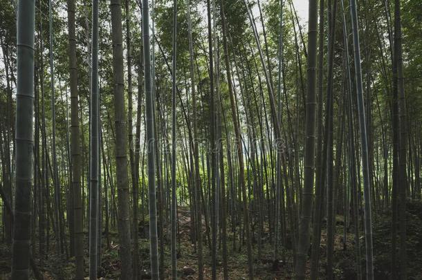 竹子森林关于明月山,中国