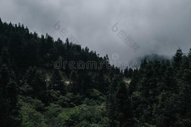 森林向明月山,江西,中国